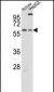 Cry2 Antibody (C-term)